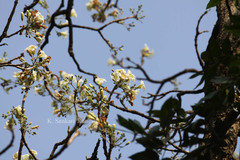 Radermachera xylocarpa